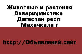 Животные и растения Аквариумистика. Дагестан респ.,Махачкала г.